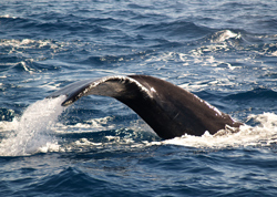 Humpback Whale Watching San Diego