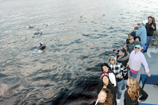 see whales in San Diego