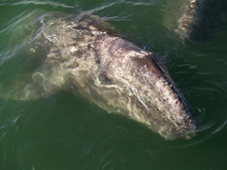 San Diego Grey Whale Spotting