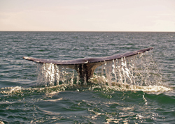 San Diego Whale Watching