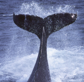 whale